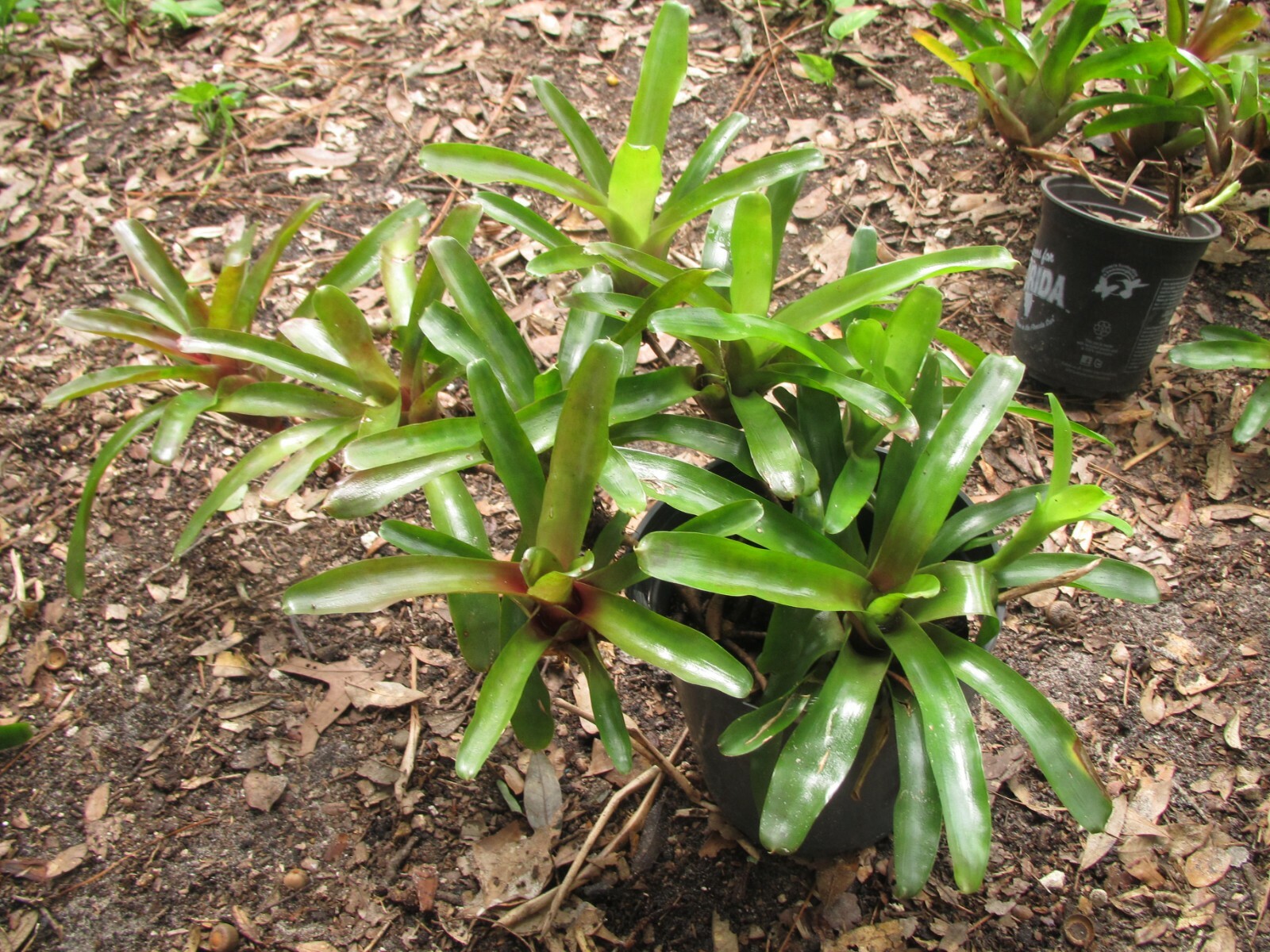 Branching Neoregelia Bromeliad – Green / Dark Red – Pack of 3