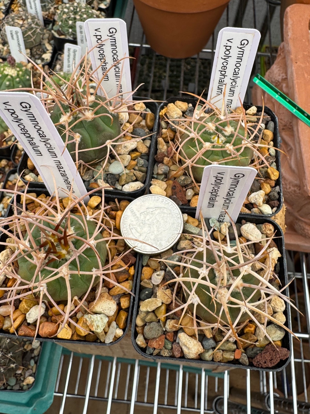 Gymnocalycium mazanense v. polycephalum Live Cactus Plant Rare Seed Grown