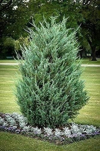 Juniper Moonglow | 4 Inch | Juniperus scopulorum | Groundcover | Erosion Control
