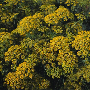 Dill Dukat Anethum graveolens 5,000 seeds