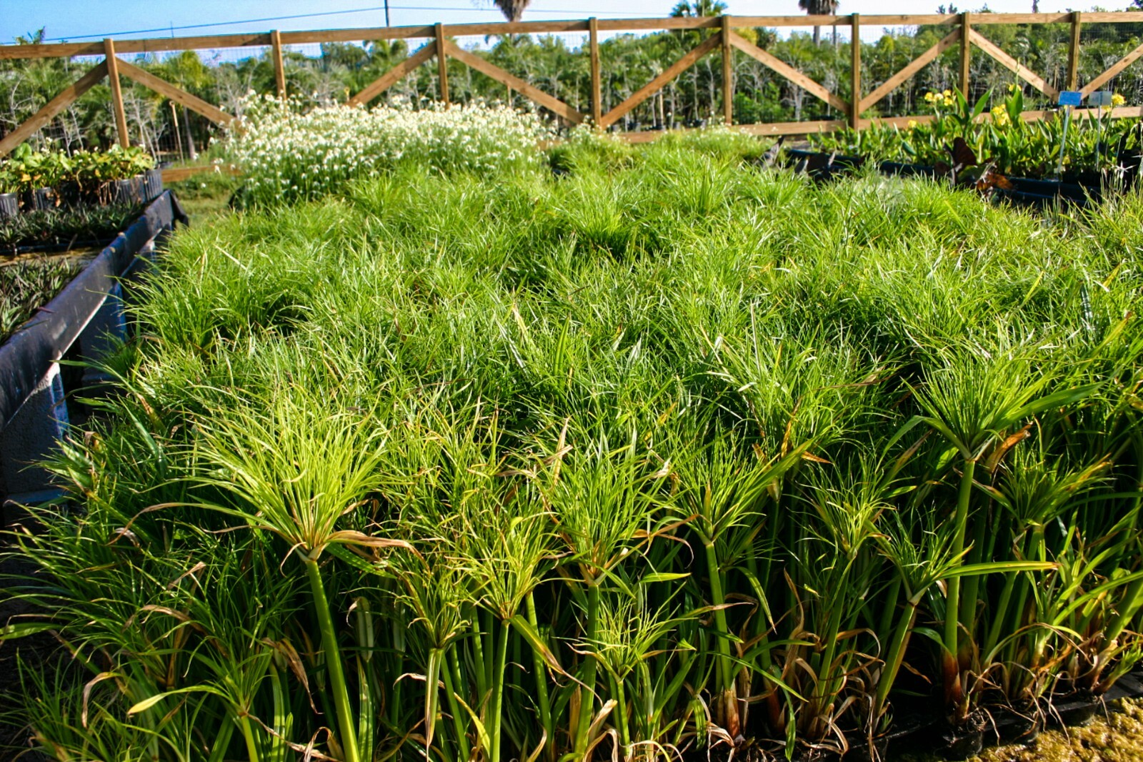 Live Dwarf Giant King Tut Papyrus Tropical Aquatic Marginal Pond/Bog Plant