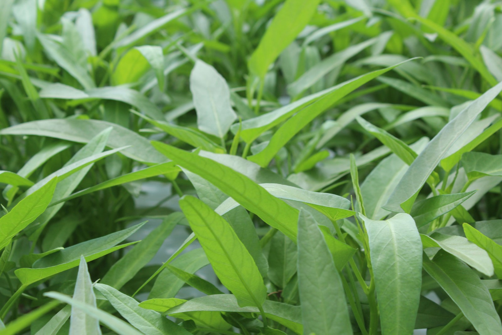Kolmi Shak Seeds- 10 Grams , Water Spinach seeds, Indian Water Spinach কলমি শাক