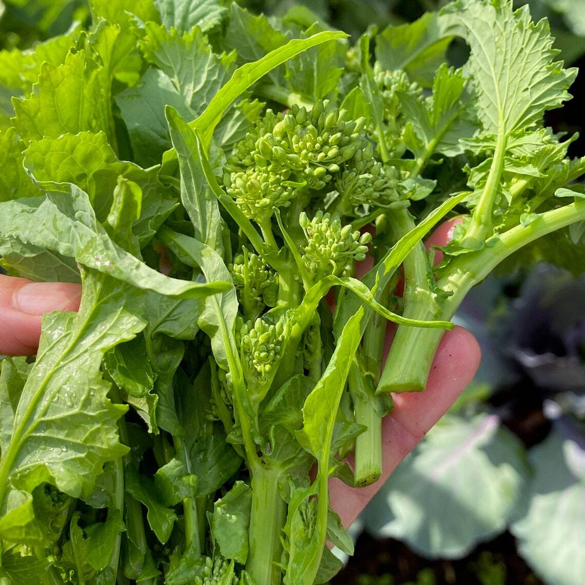 BROCCOLI RAAB SPRING RAPINI 1000 SEEDS