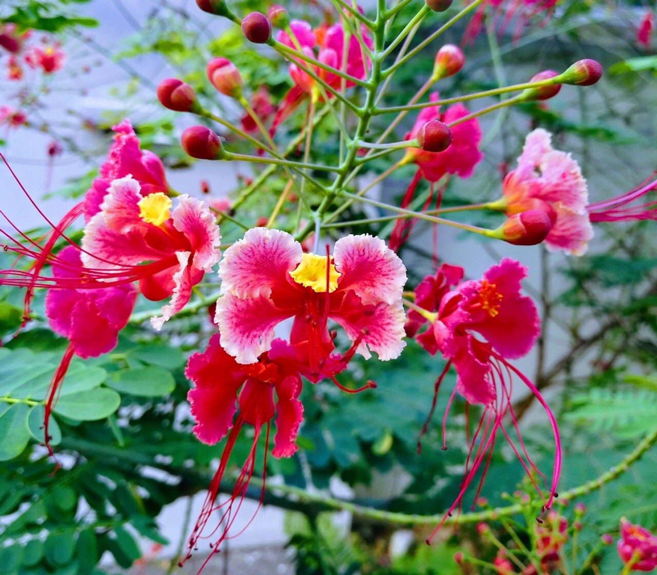 20 seeds Pink Caesalpinia Pulcherrima PRIDE OF BARBADOS Dwarf Poinciana