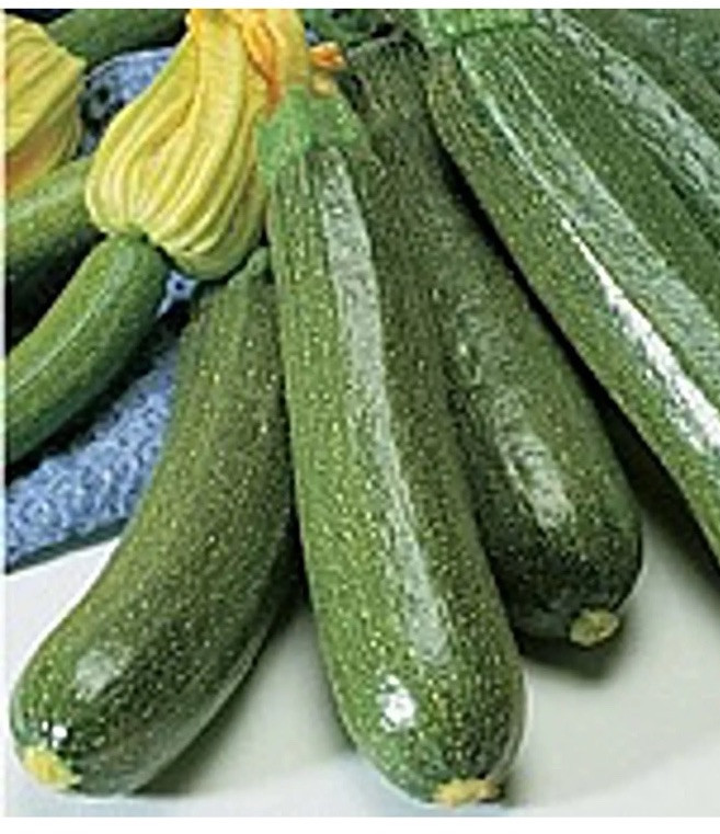 30 Fordhook Zucchini Summer Squash , Free Shipping US Seller