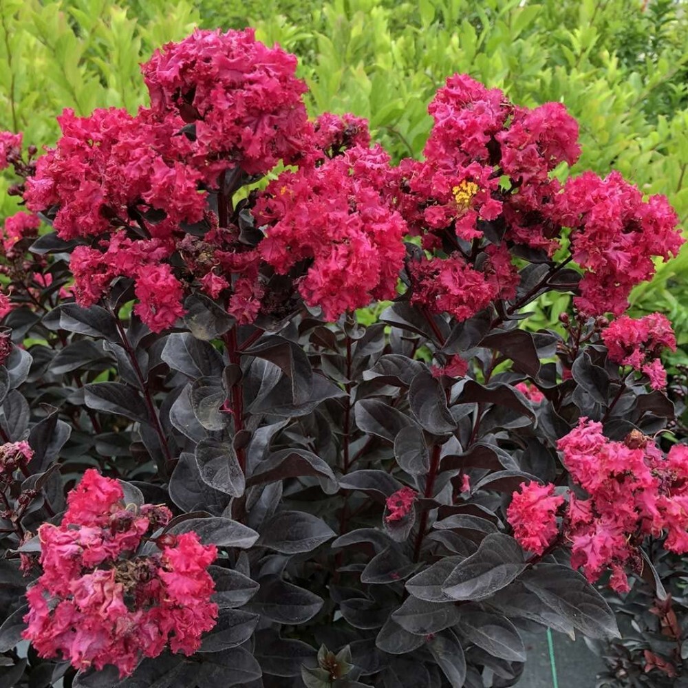Lagerstroemia Pink Center Sun Stage Indicas Crapemyrtle Garden Live Plant 4″ Pot