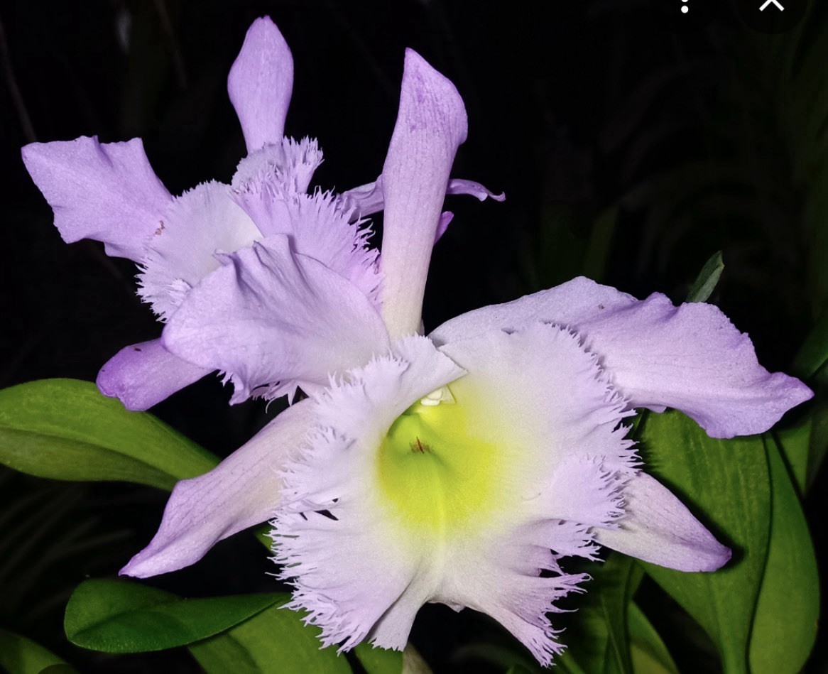 Rlc. Duhs White ‘Peppa Pig’ – Hard-To-Find Orchid Hybrid – 3” Pot – Divisions
