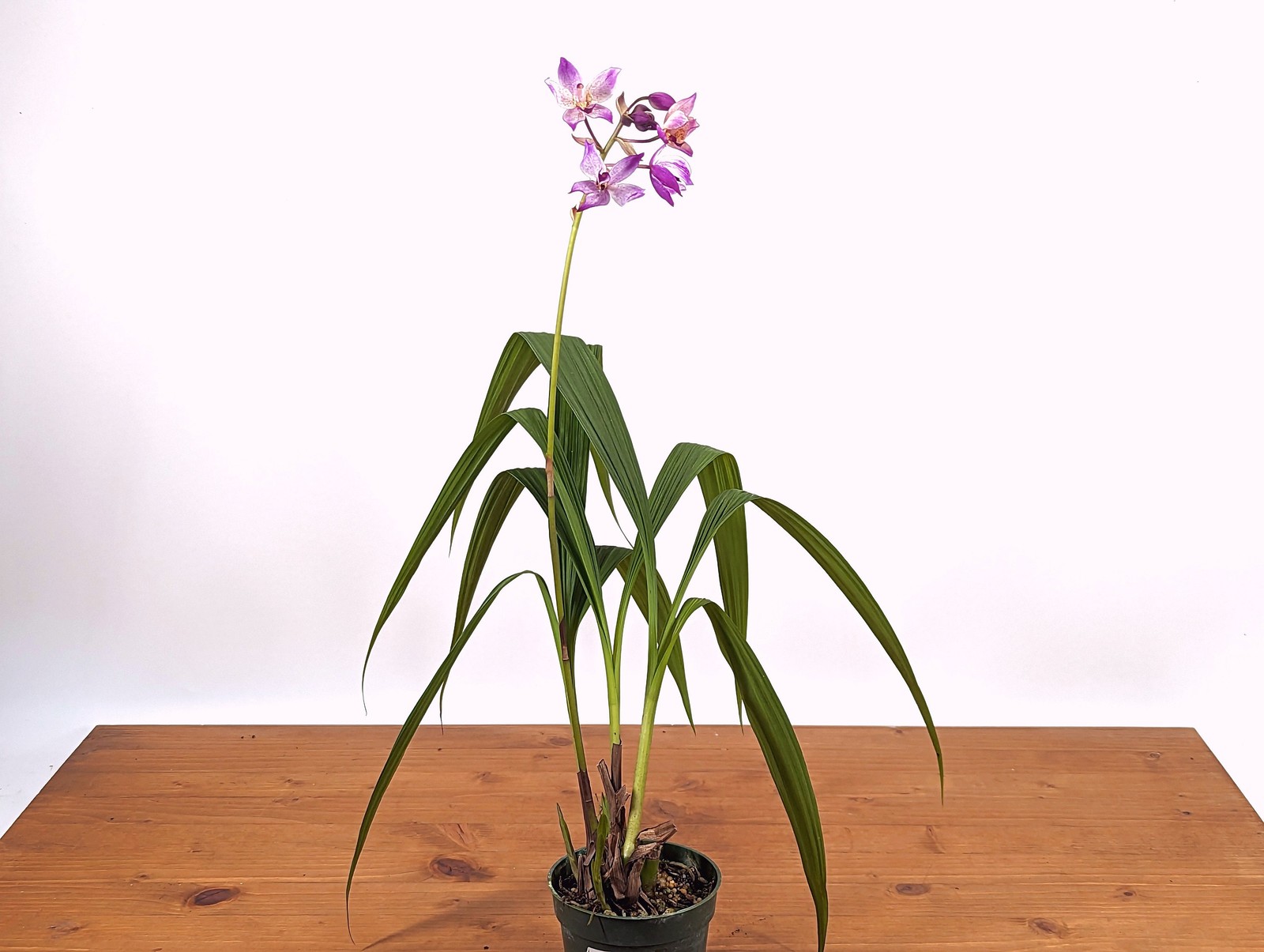 Spathoglottis Far Out Freckles Ground Orchid – USA Seller – 4 Inch Pot