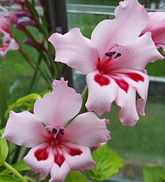Gladiolus Carneus 8 Seeds, Painted Lady Garden Or Container Plant From USA