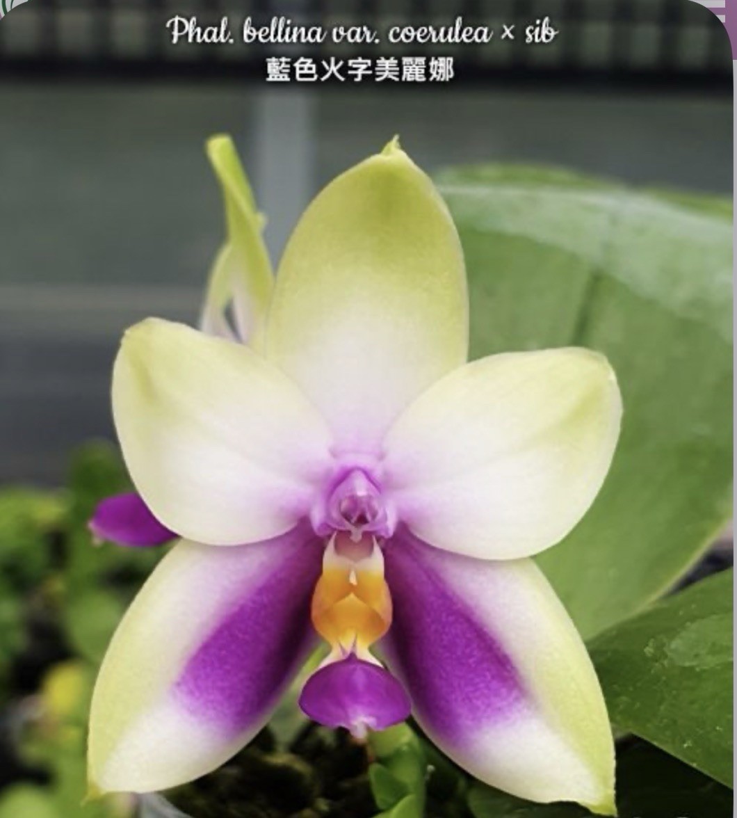 Phal. bellina var. coerulea × sib, Blooming Size, FREE Shipping