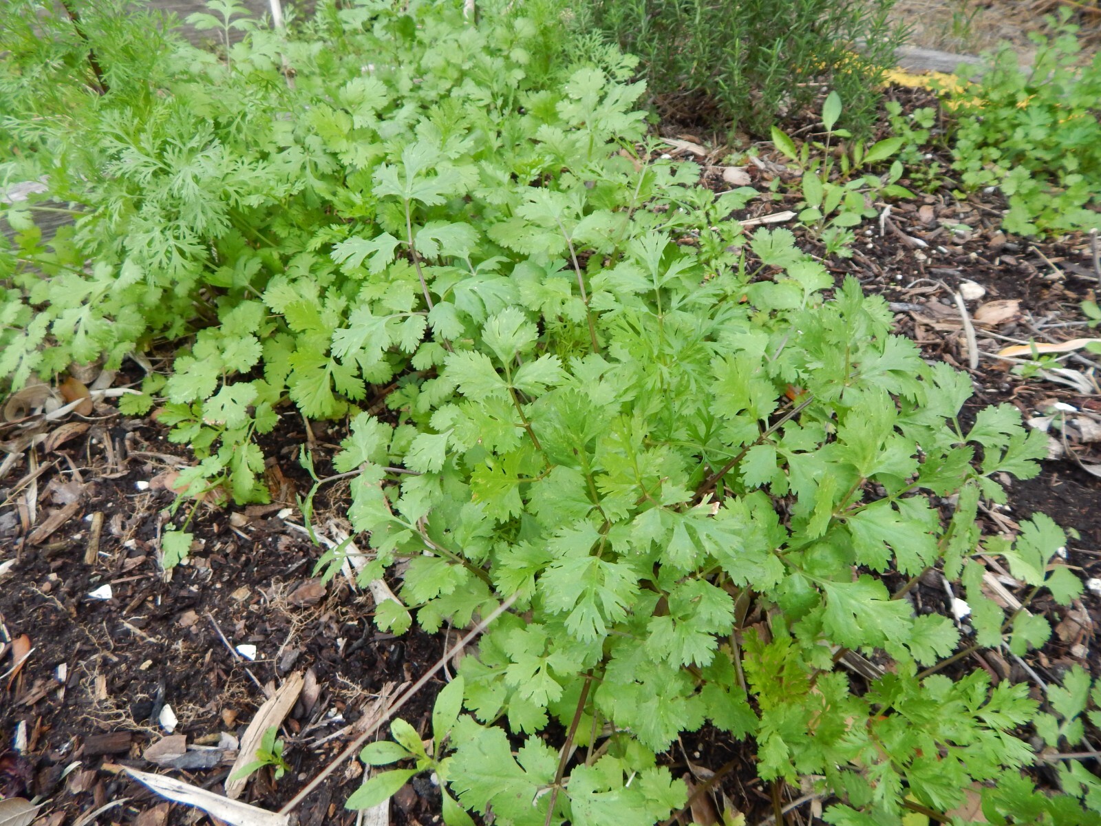 CILANTRO / CORIANDER HERB – 100 Fresh Seeds – FREE Shipping
