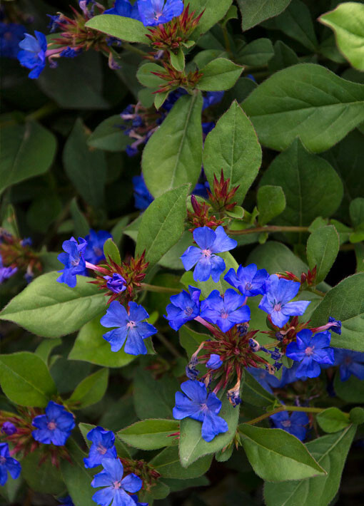 Hardy Plumbago Ceratostigma 15 Plants in 3-1/2 inch Pots