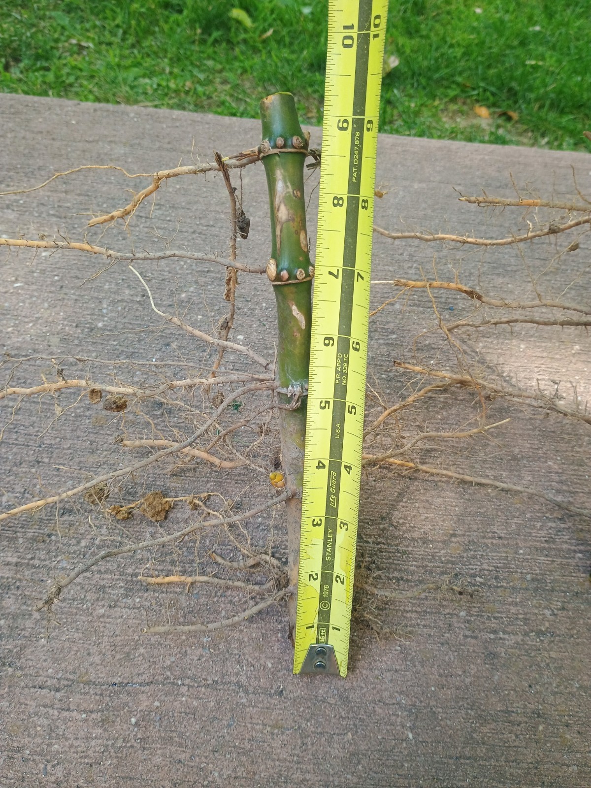 (2) Live Running Bamboo Roots Rhizomes 6″+ Zone 7 Cold Hardy 40′ Tall