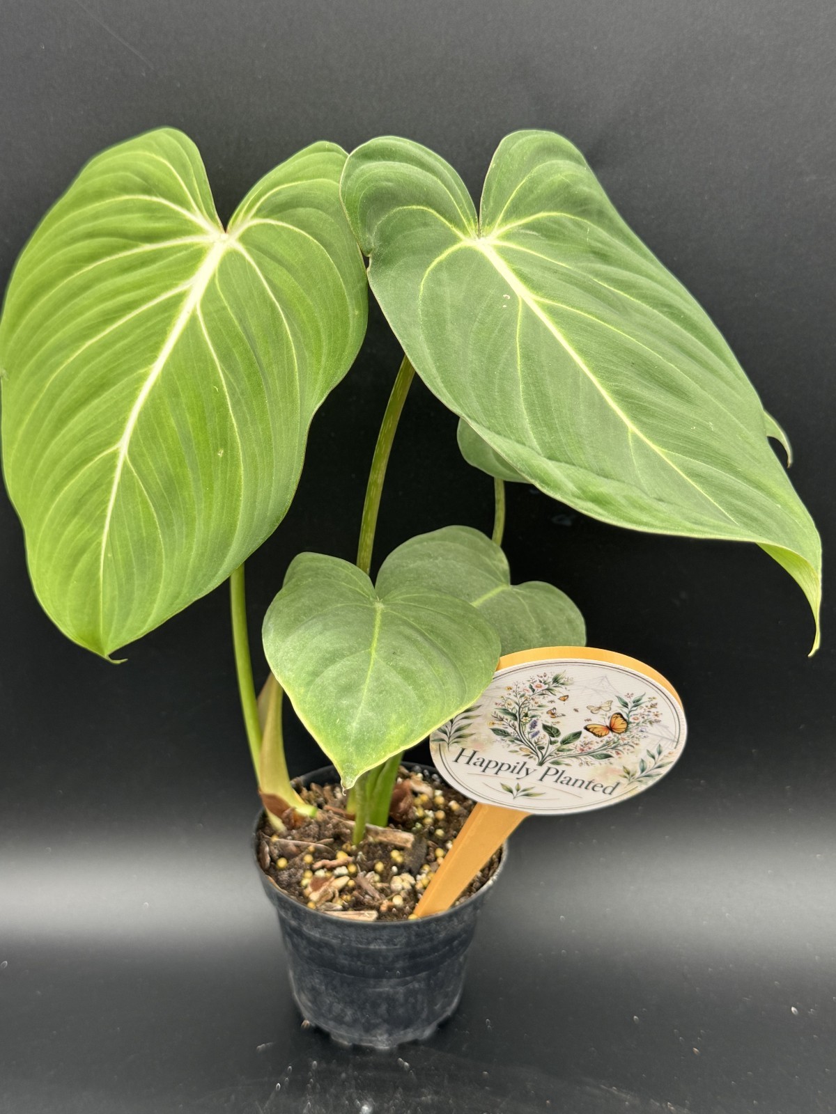 Philodendron Gloriosum – 4″ Pot – Free Shipping