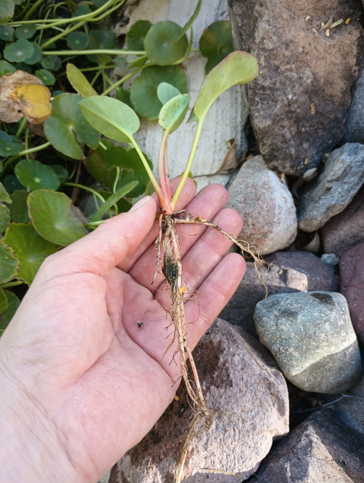 Water Plant/Vine Verba Mansa (Stolons) Very Hardy And Easy To Plant.