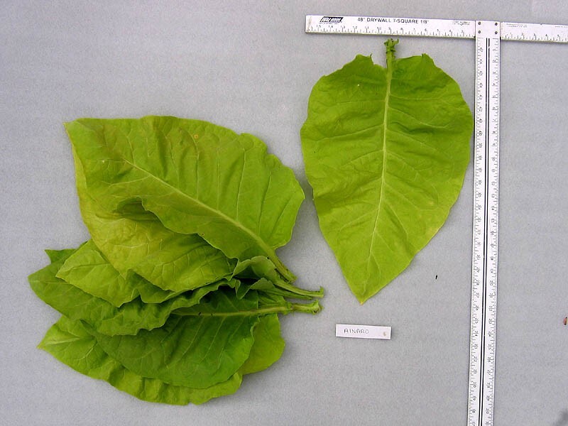 1000 Ainaro Tobacco Seeds ~ Dark Sun Cured Heirloom Non-GMO Nicotiana Tabacum