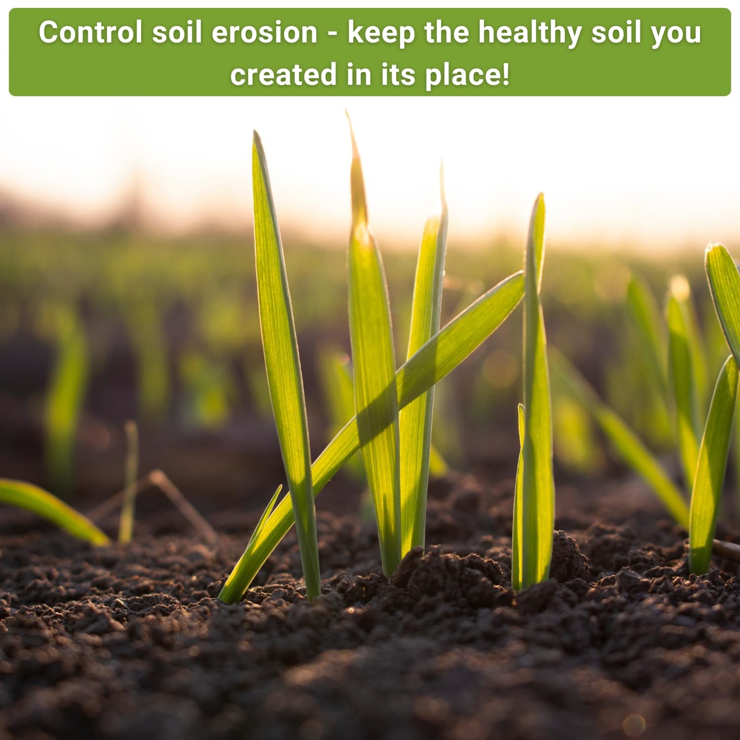 Cover Crop Seeds for Planting – Winter Rye, Dutch Clover & Oats – Non-GMO