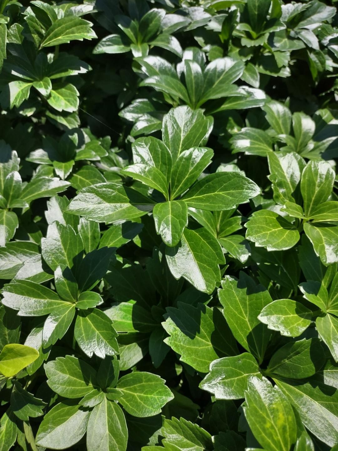 Pachysandra ‘Green Carpet’ – 100 Bare Root Plants