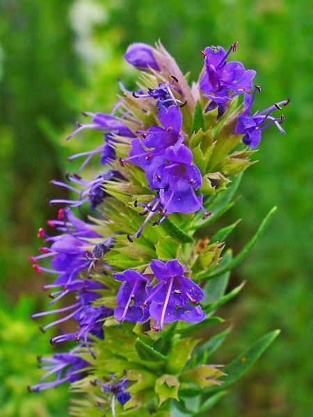 Hyssopus officinalis | Hyssop | 200 Seeds