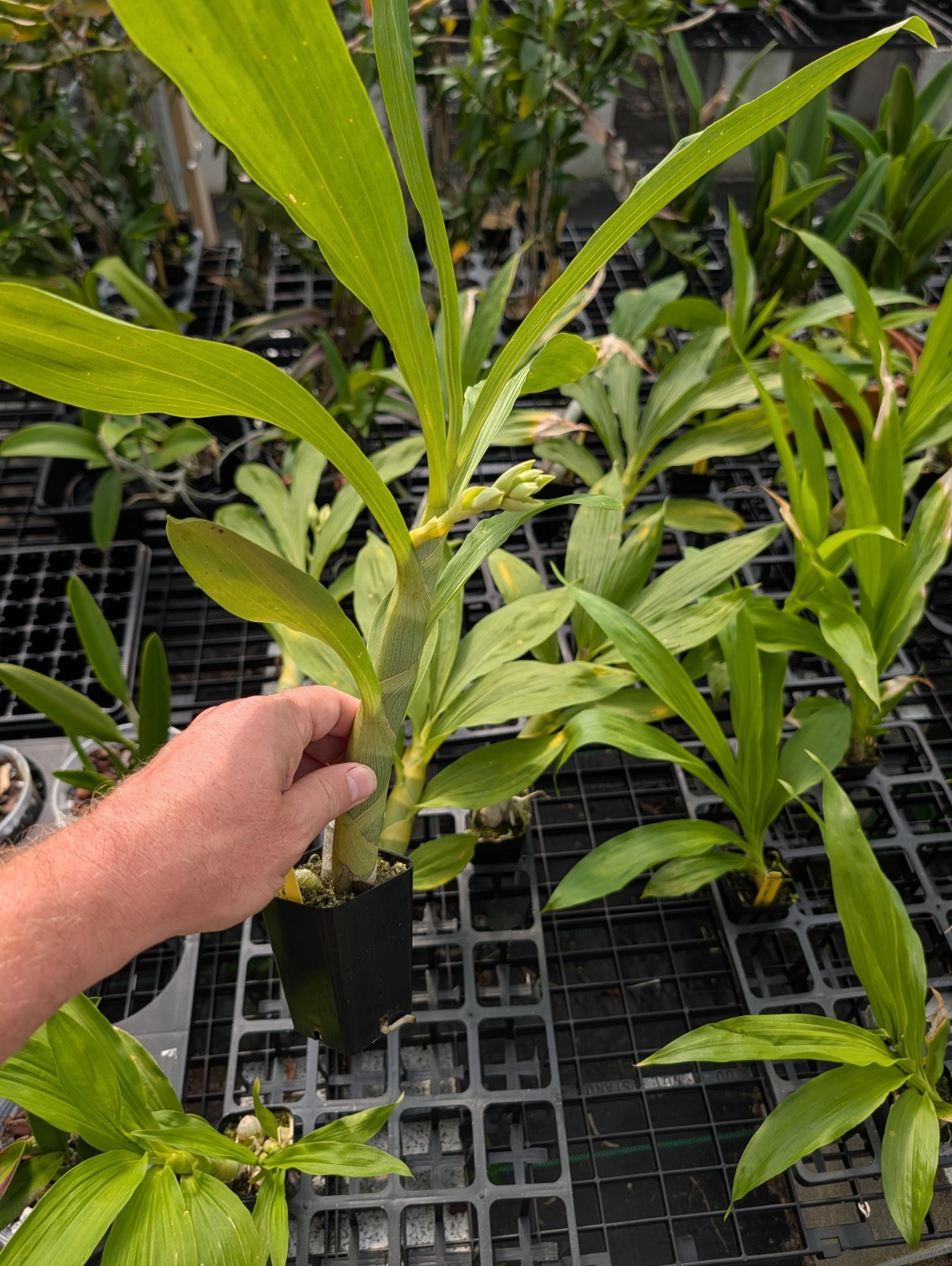 Cyc. lehmannii x Cyc. Brown’s Choice ‘Spotted Swan’ | BS not in bloom
