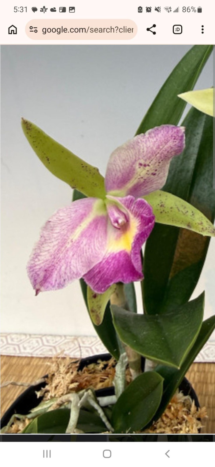 (742) B.nodosa ‘224088’ x Rlc Yen Corona ‘Green Genie’ MS