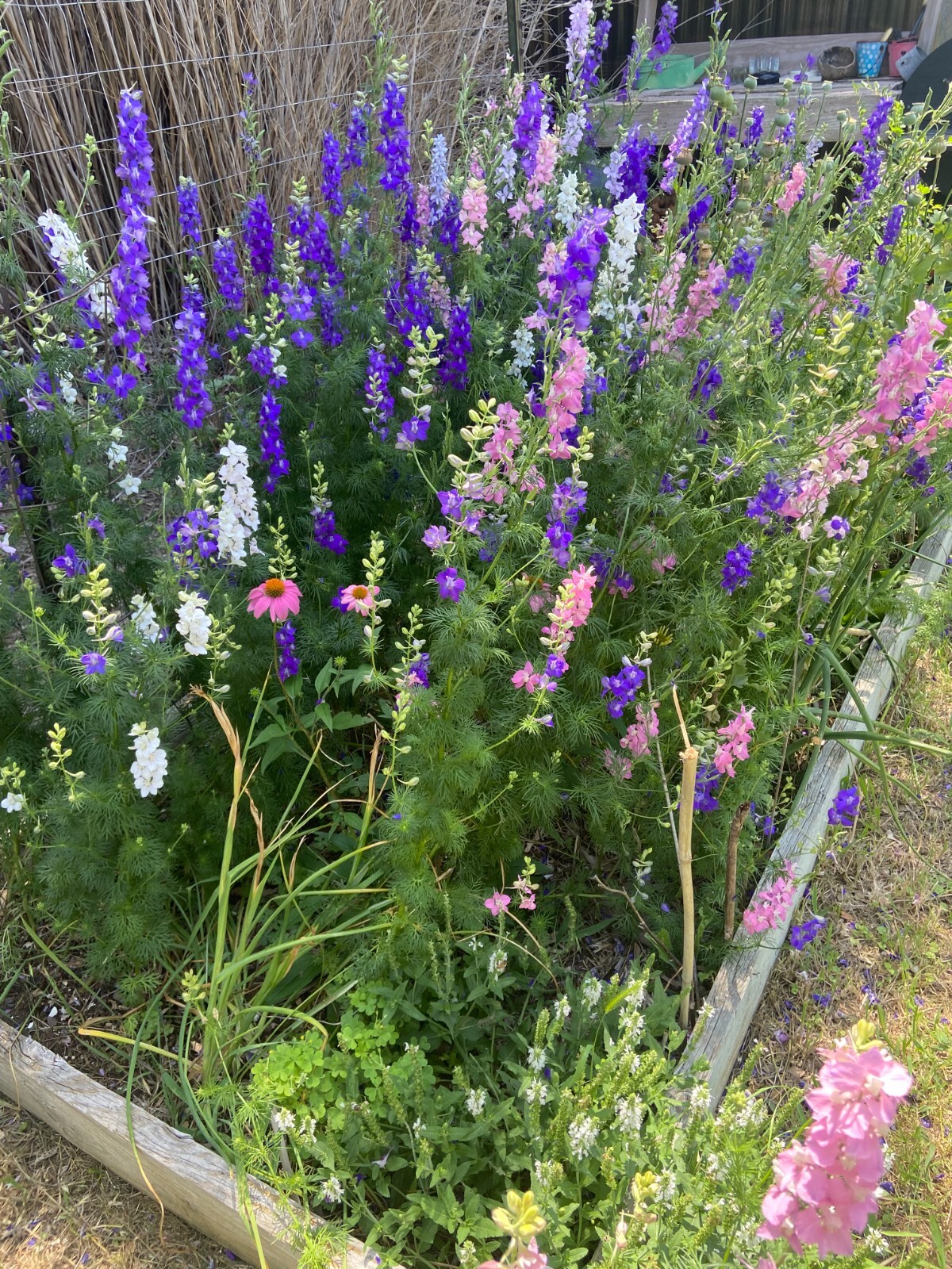 LARKSPUR SEEDS -50 Fresh Seeds – Mixed Colors – GORGEOUS Blooms!! FREE Shipping