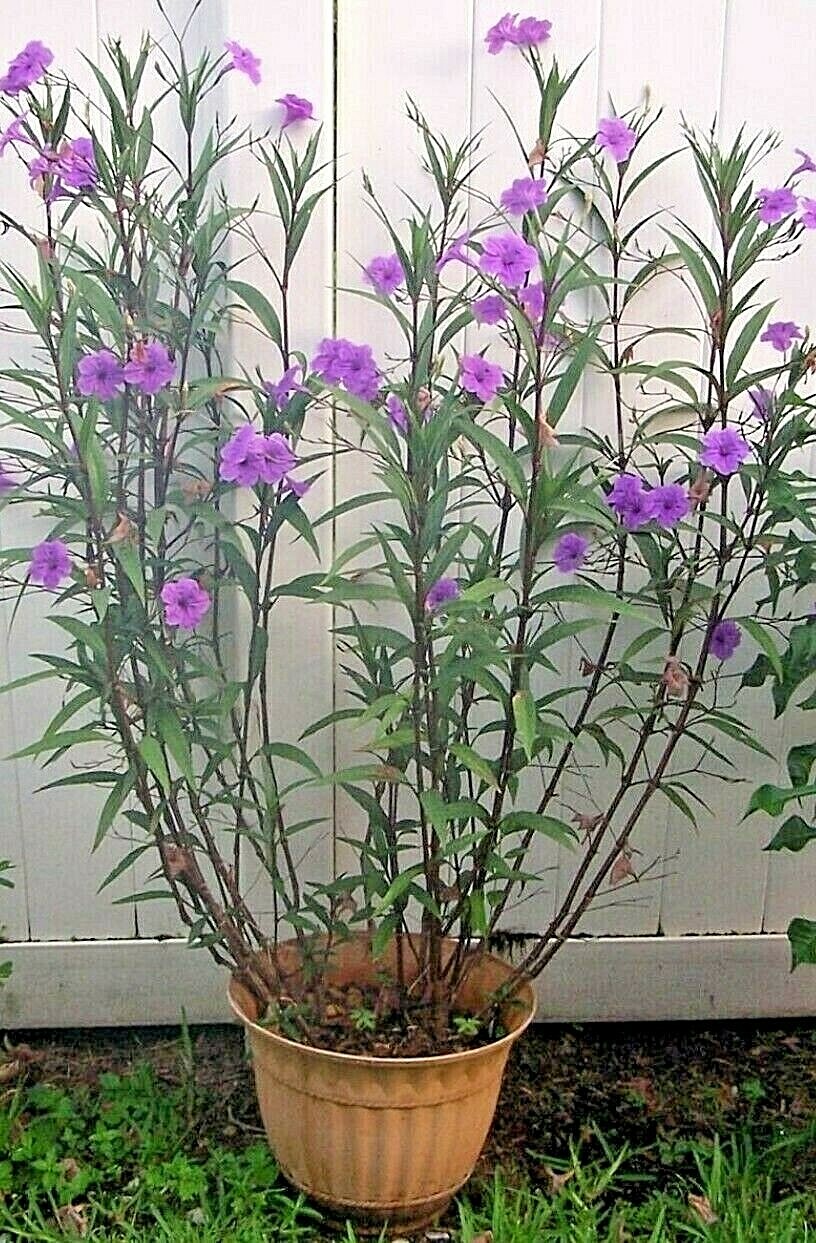 MEXICAN PETUNIA 10 Cuttings, Perennial, Attracts Butterflies, Hummingbirds