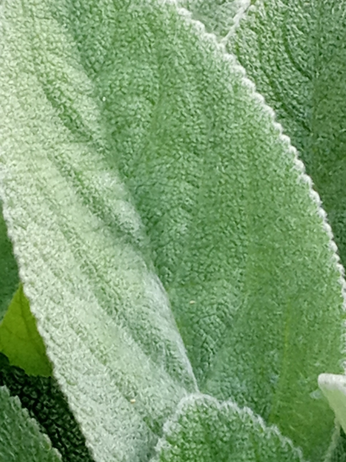 3 Lamb’s Ear Stachys Byzantina Soft Fuzzy Leaves – Perennial – Ready to Grow