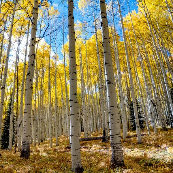 Quaking Aspen Tree Seeds (Populus tremuloides) Cold Hardy Golden Fall Tree