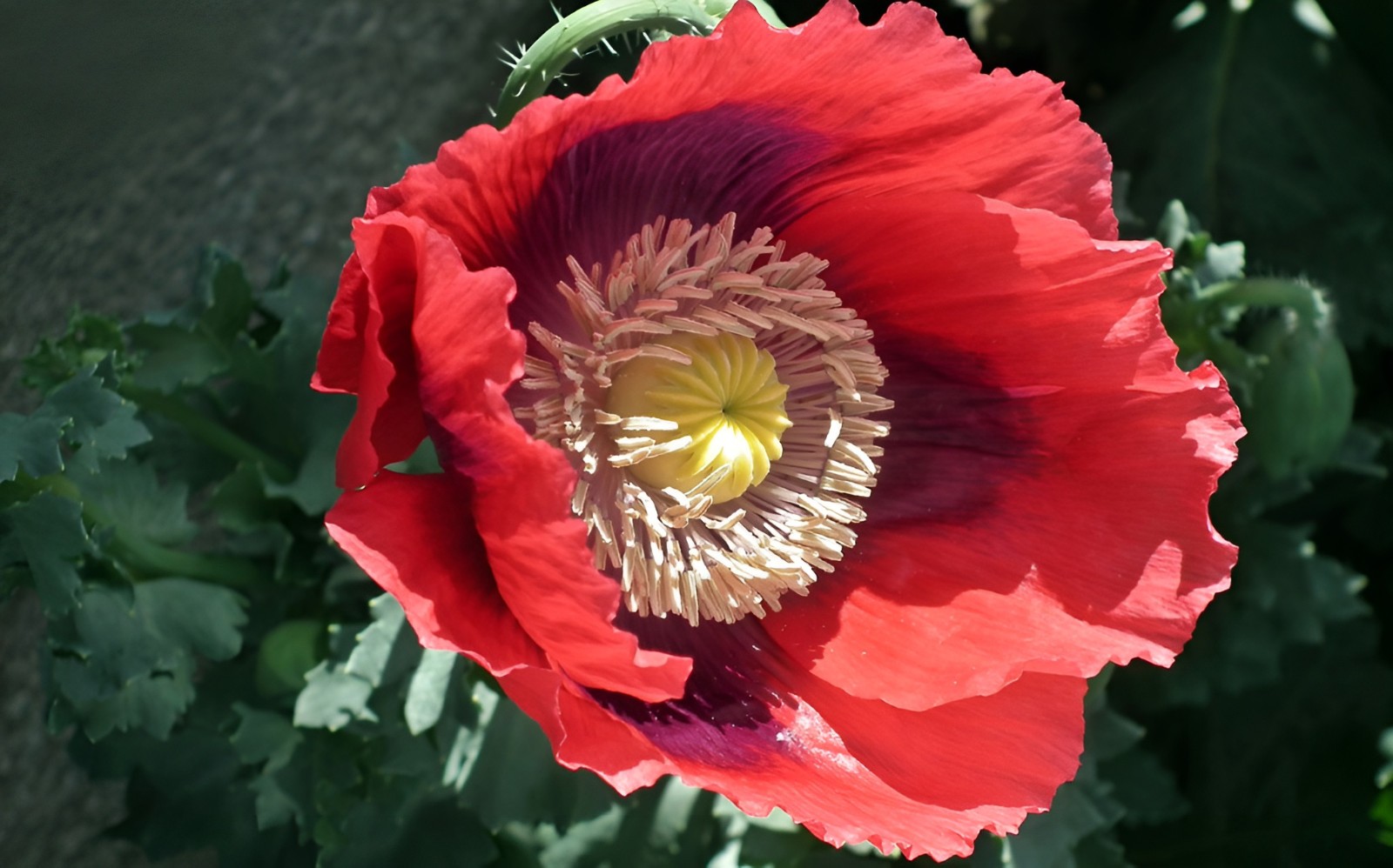 1,000 Turkish Red Poppy Seeds – P. Somniferum – Giant Scarlet Red Blooms