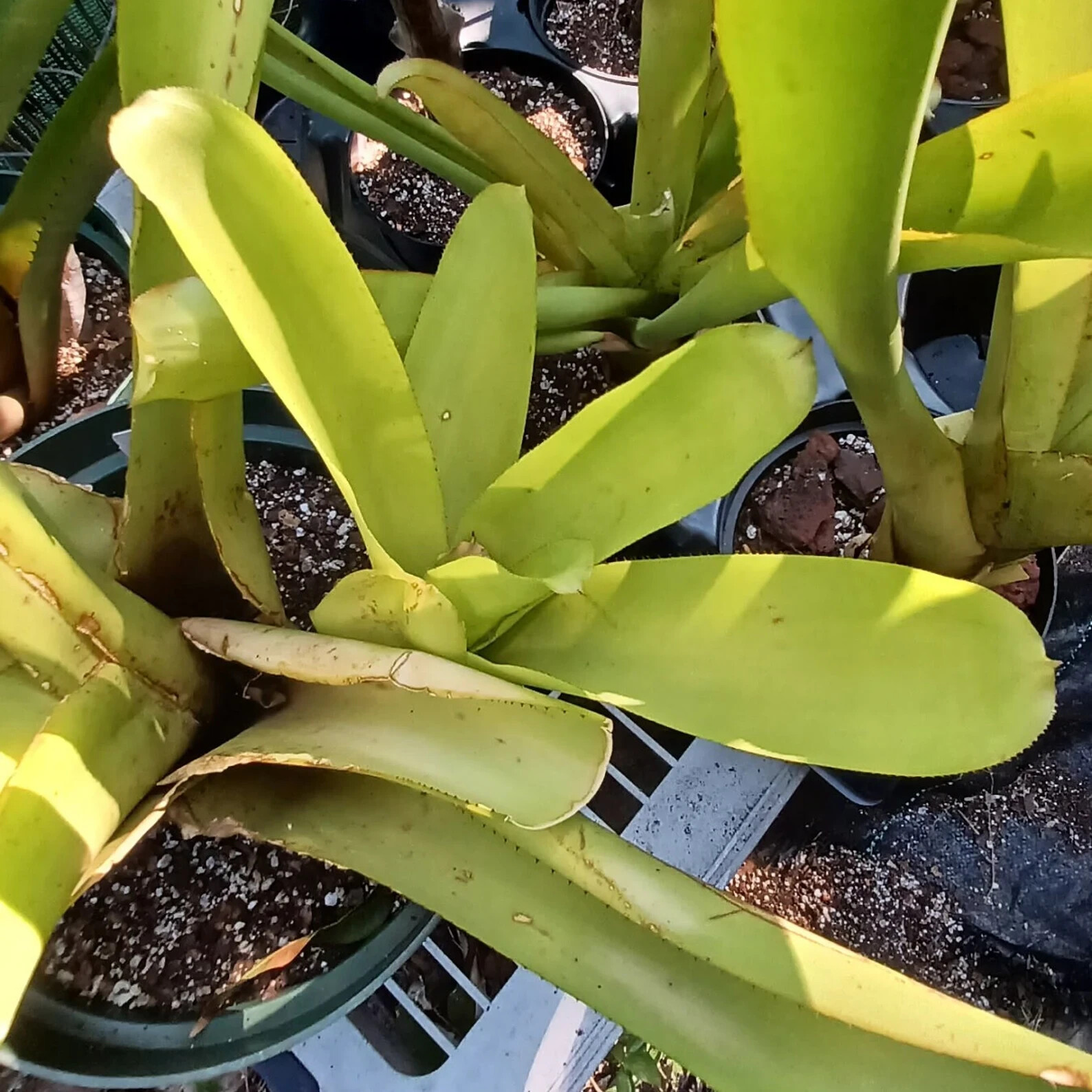 🌞BUY 4 SAVE 15% BROMELIAD Aechmea LEMON Best Blanchetiana Full Sun! Pup!🌞