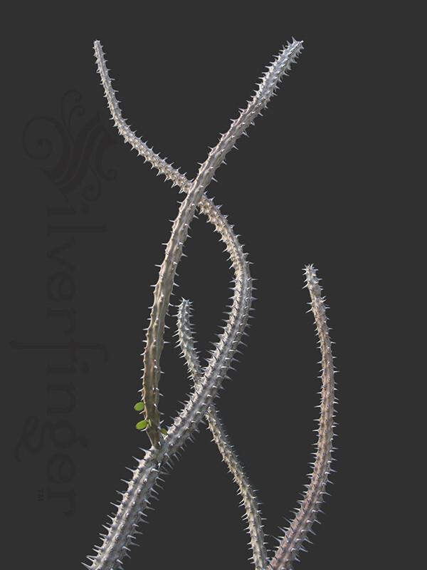 • Alluaudia Procera — Madagascar Ocotillo — NOT SEEDS! : HEALTHY LIVE PLANTS