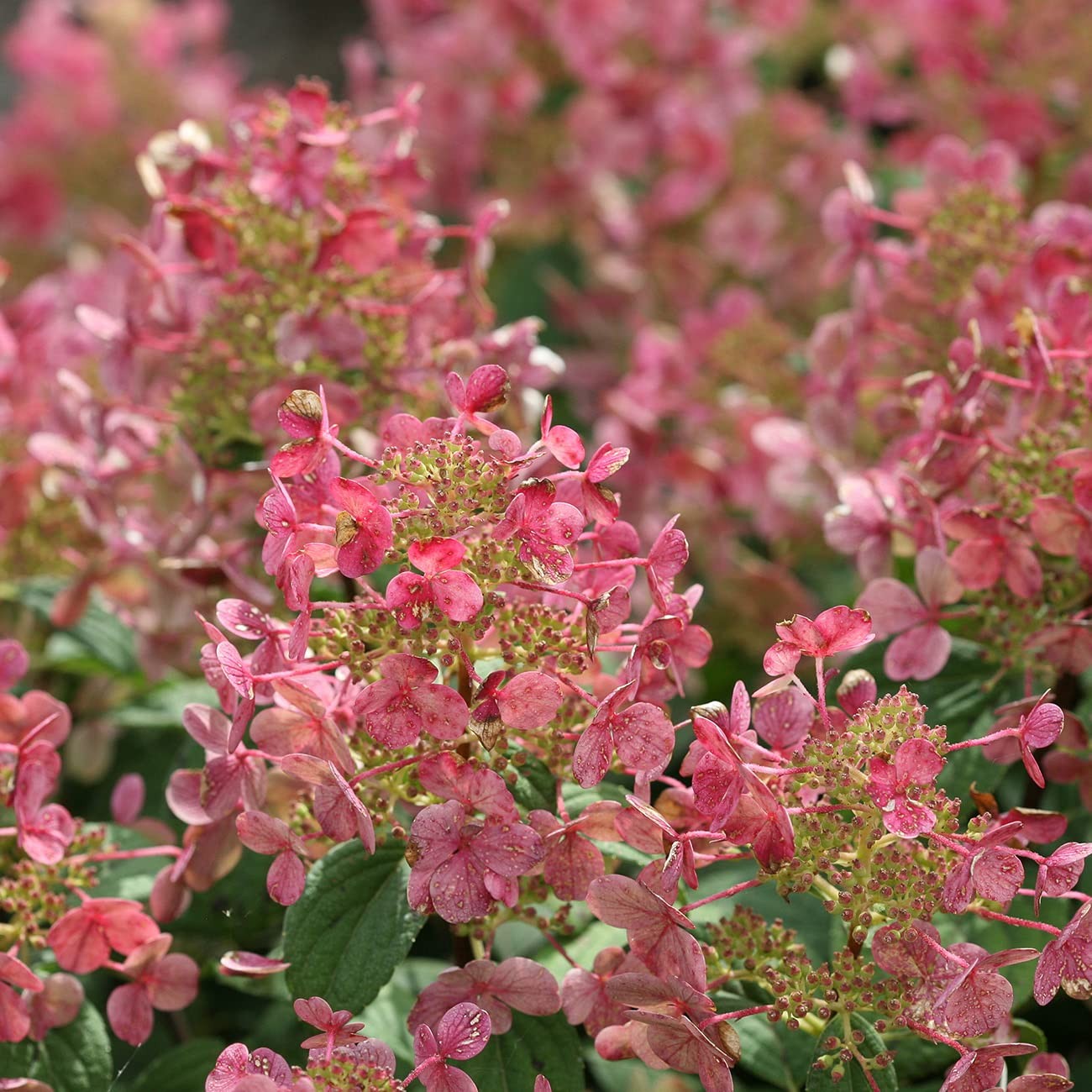 Little Quick Fire Hydrangea Shrub in 3 Gallon Pot | Early Blooming White to P…