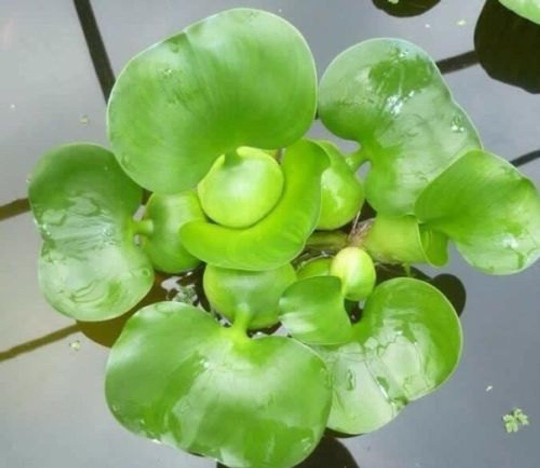 Kazen Aquatic 100% ORGANIC GROWN Water Hyacinth. (Pond plant)