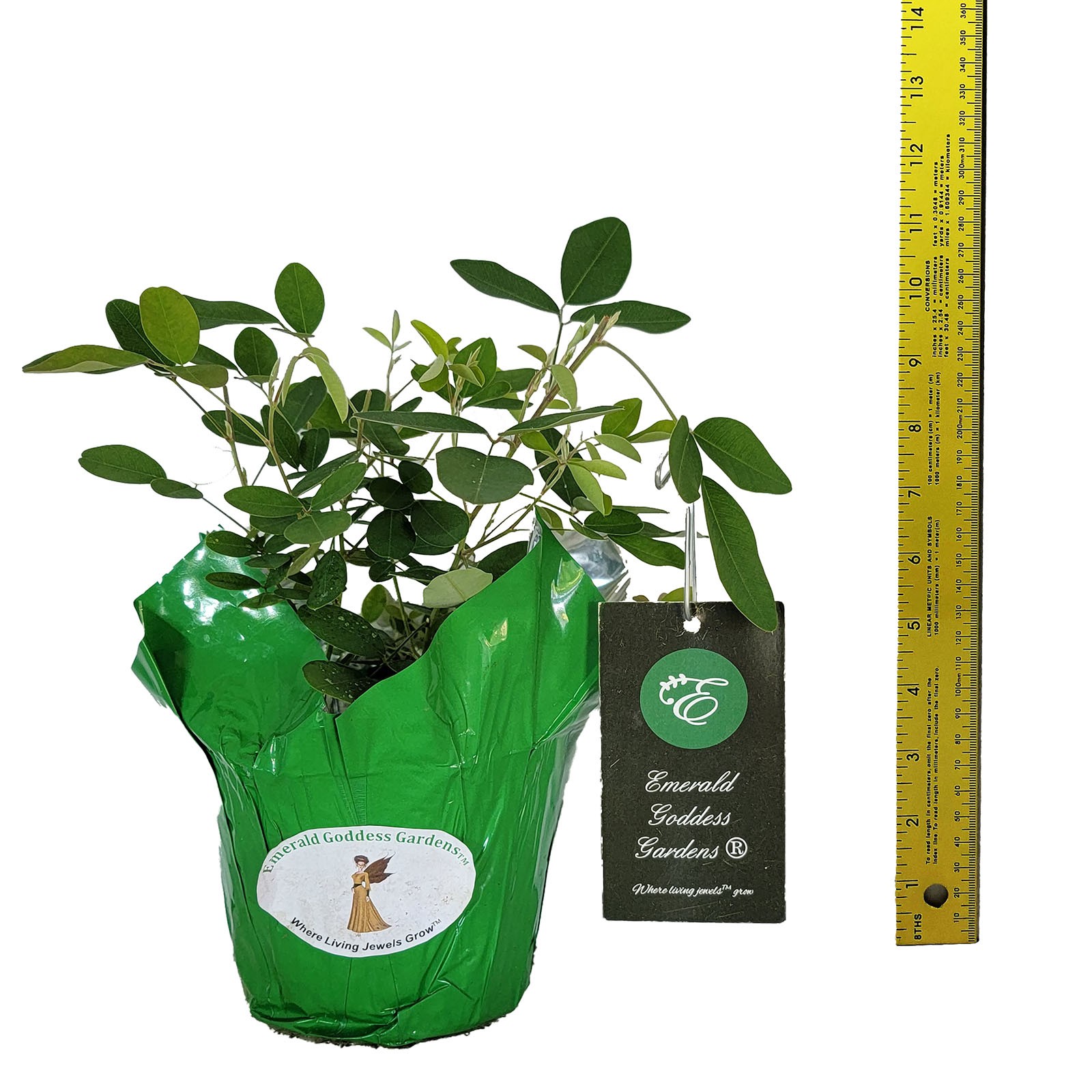 Little Volcano Bush Clover Live Plant Fall Bloom Purple Flower 8-10″ Tall
