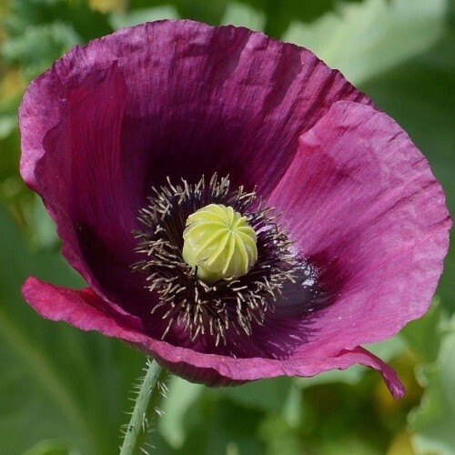 2,500 Heirloom Lauren’s Springer’s Grape Papavaer Somniferum Poppy Seeds Non-GMO