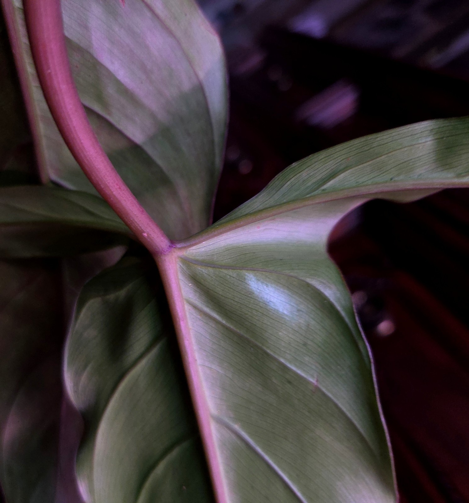 RARE XL Philodendron Pinnatilobum X Paloraense 26″ Tall Not Monstera Anthurium