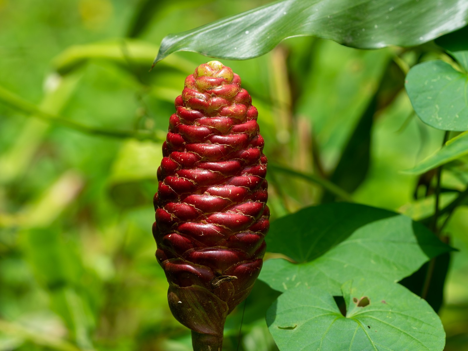 4 Shampoo Ginger Rhizomes (Zingiber Zerumbet) Awapuhi Kuahiwi for planting