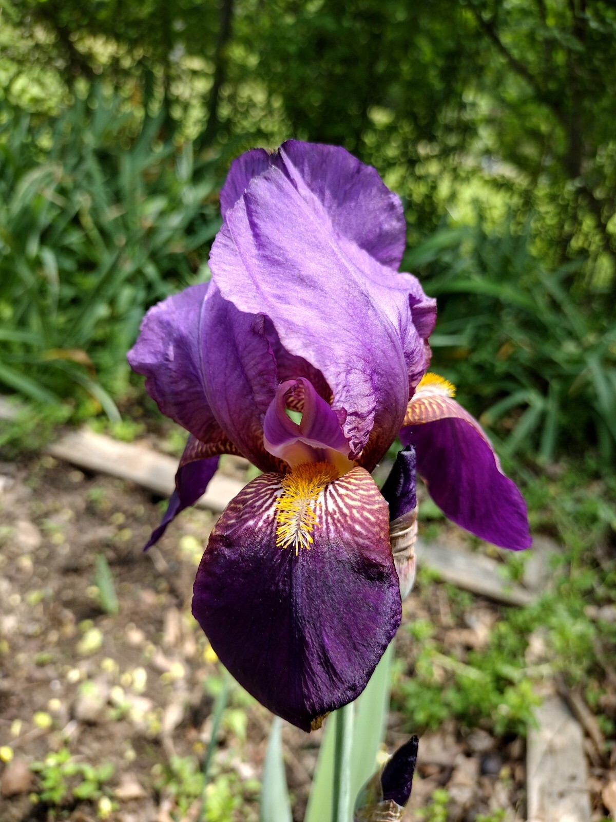 25xBearded Iris Rhizomes – Easy to Grow, FresH Mixed Colors FAST SHIPPING
