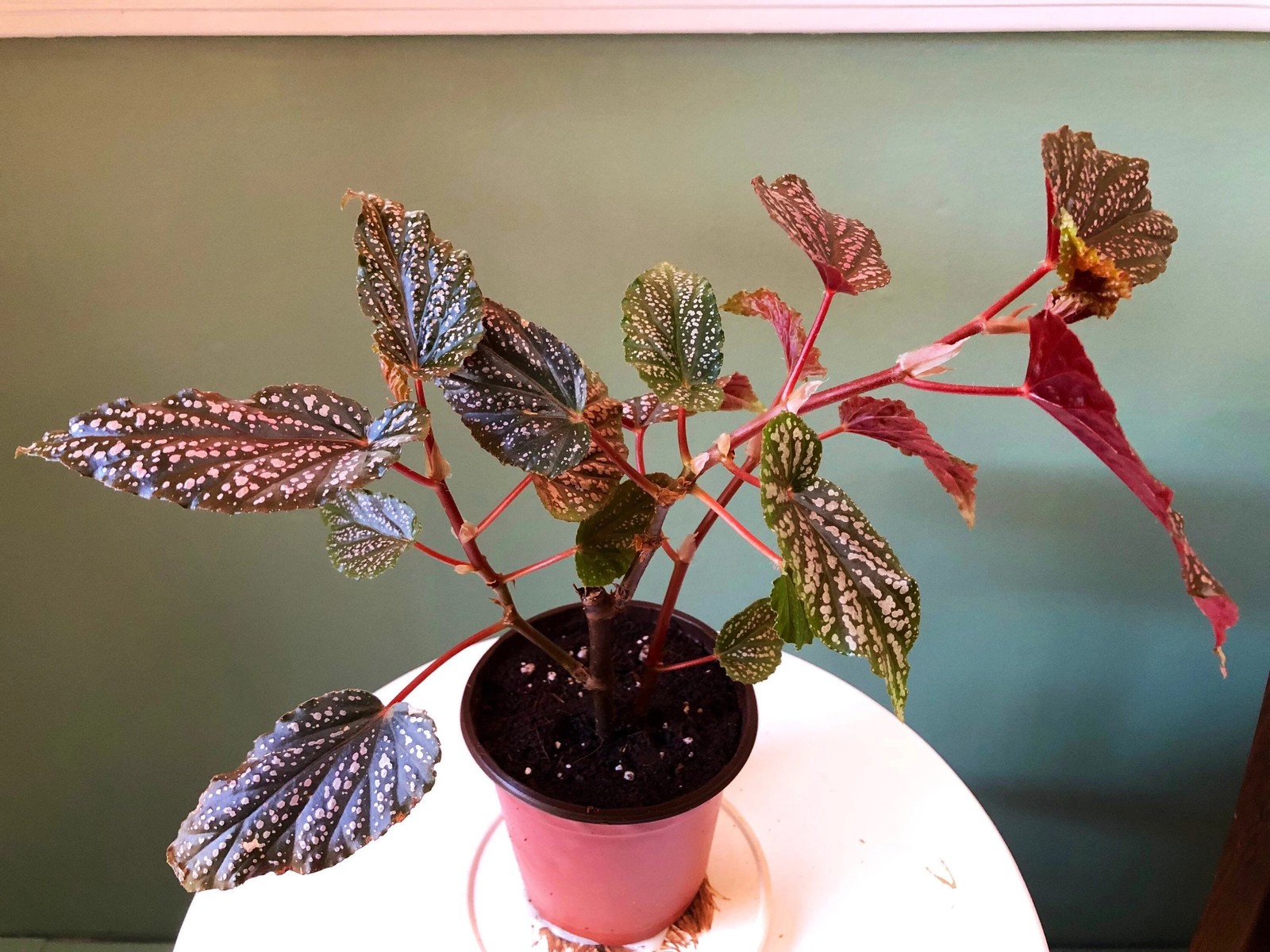 Angel Wing Begonia Benigo Pink Live Rooted Starter House Plants BUY 2 GET 1 FREE