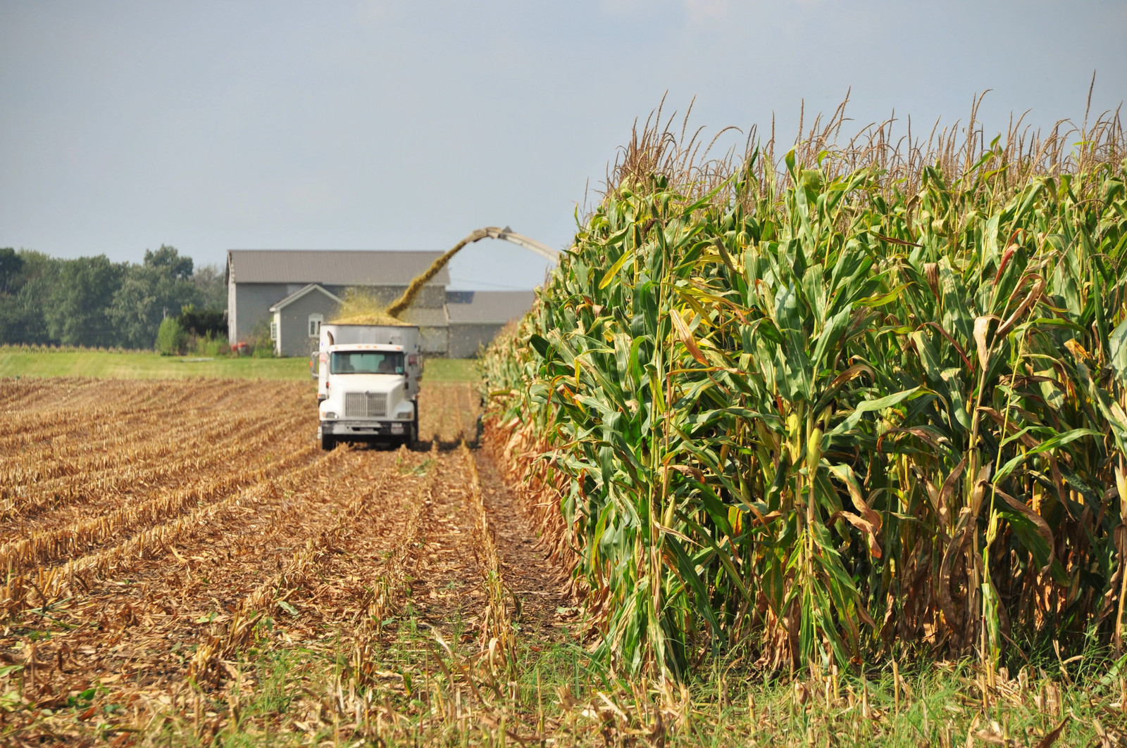 Silver King White Dent Corn Seeds | Open Pollinated Flint Field Feed Silage 2024