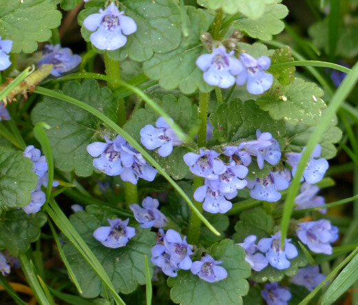 GROUND IVY Glechoma Hederacea Ground Cover – 200 Bulk Seeds