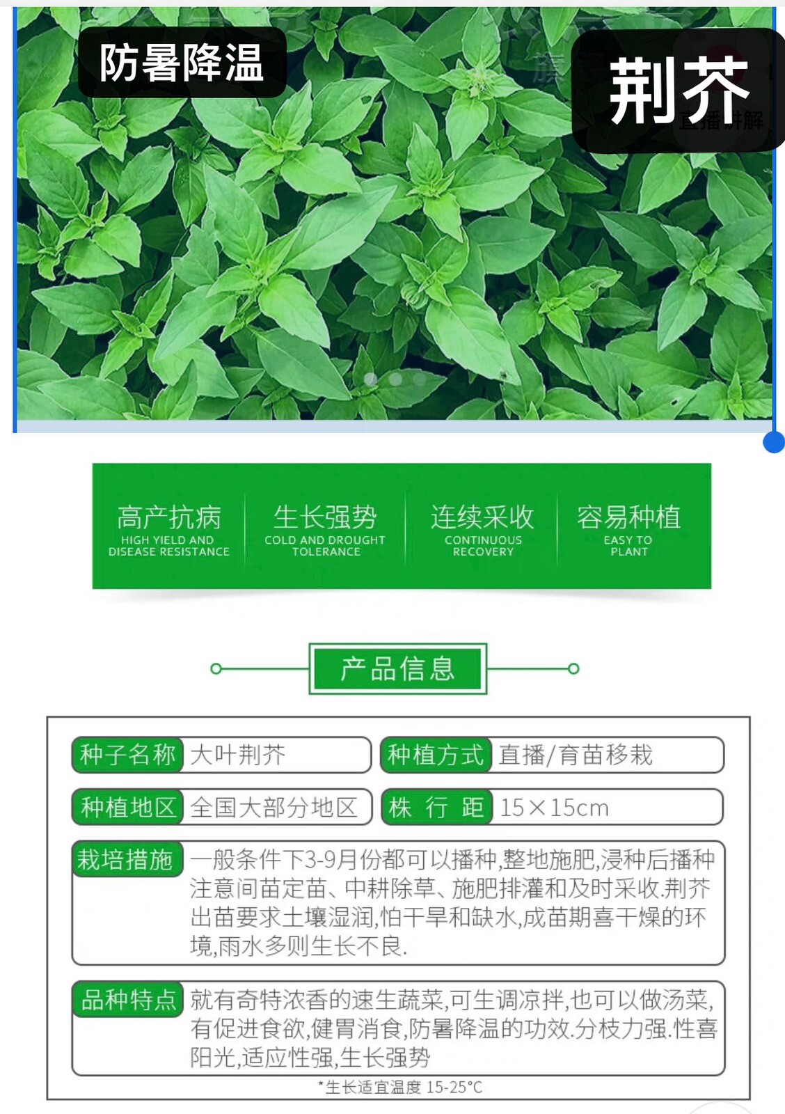 260+ Large Leaf Asian Basil Seeds NON-GMO SEEDS. 260多粒大叶荆芥种子. 2023年新产种子