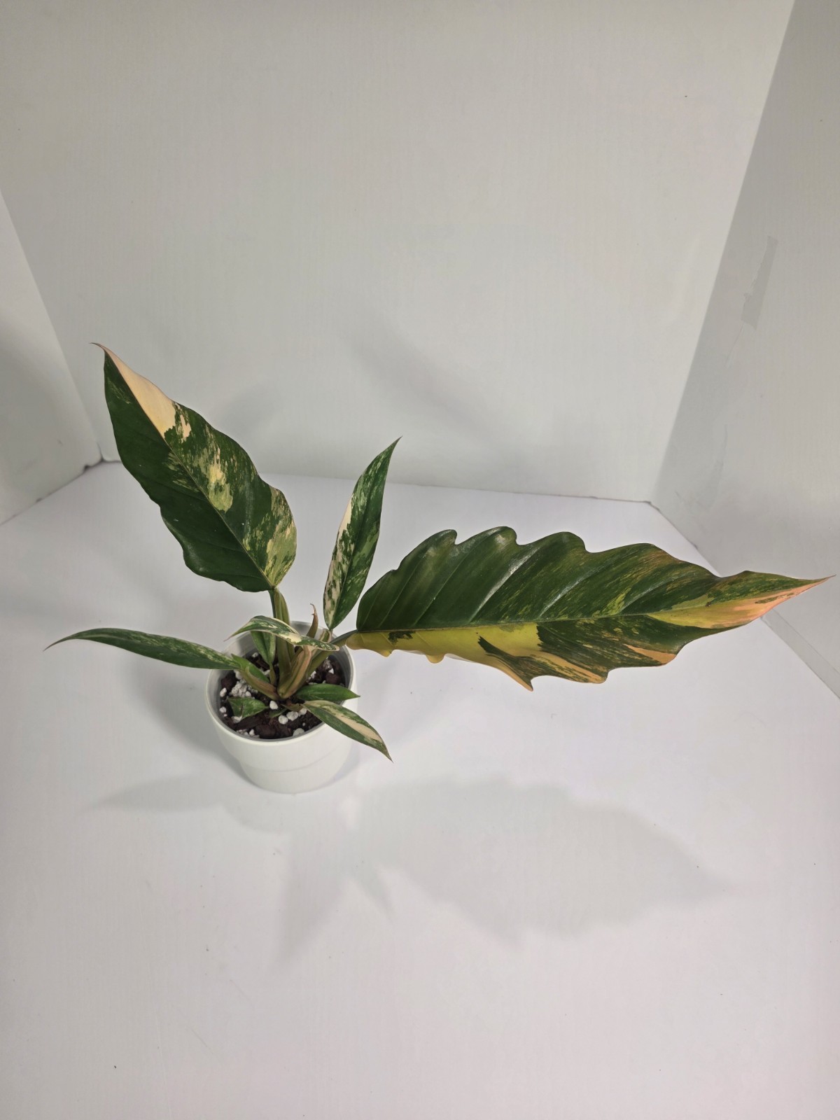 Philodendron Caramel Marble – 4 inch rooted & potted