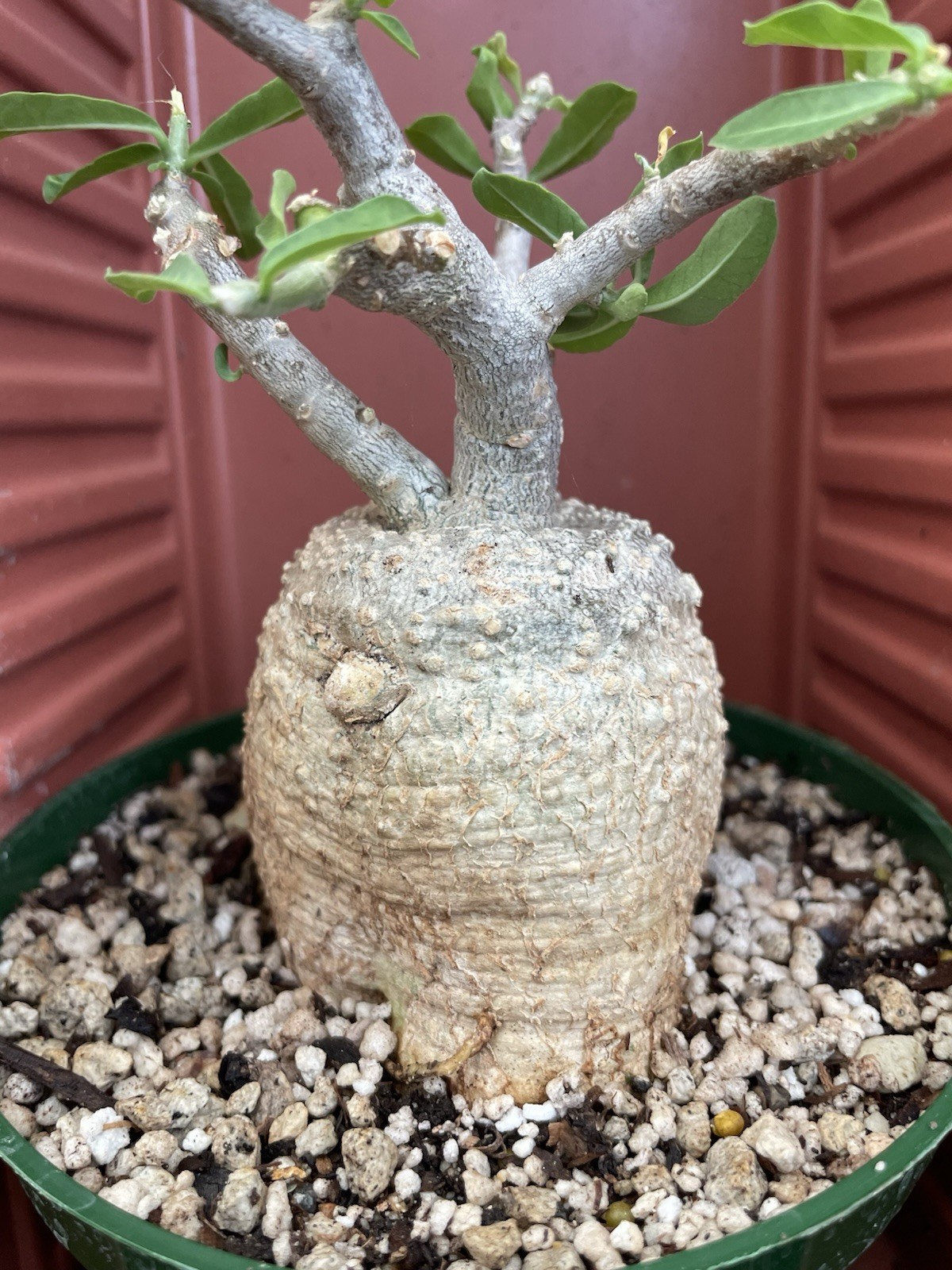 FOCKEA Edulis Live Succulent Plant Caudiciform Bonsai Tree Hottentot Bread Large