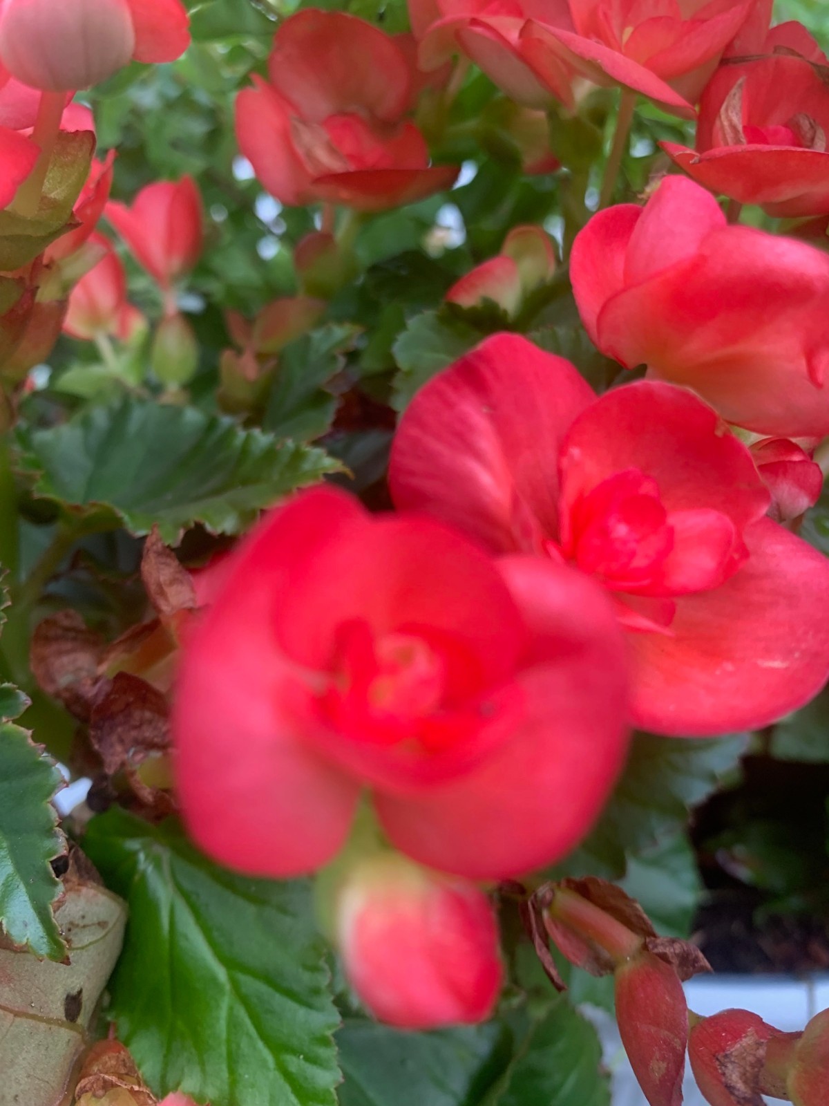 Rooted Red Begonia outdoor plants for balcony or patio basket or pot