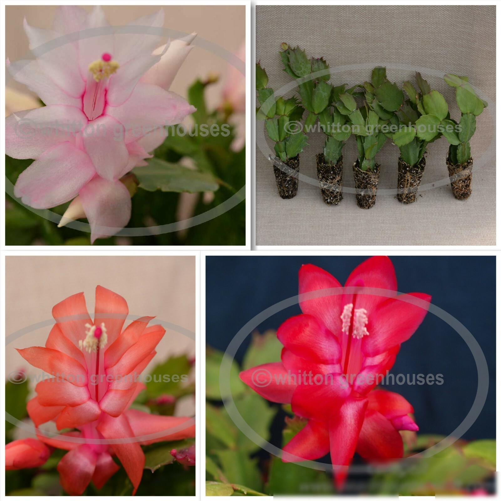 Christmas/Thanksgiving Cactus Assortment – 5 Starter Size Plants – All Different