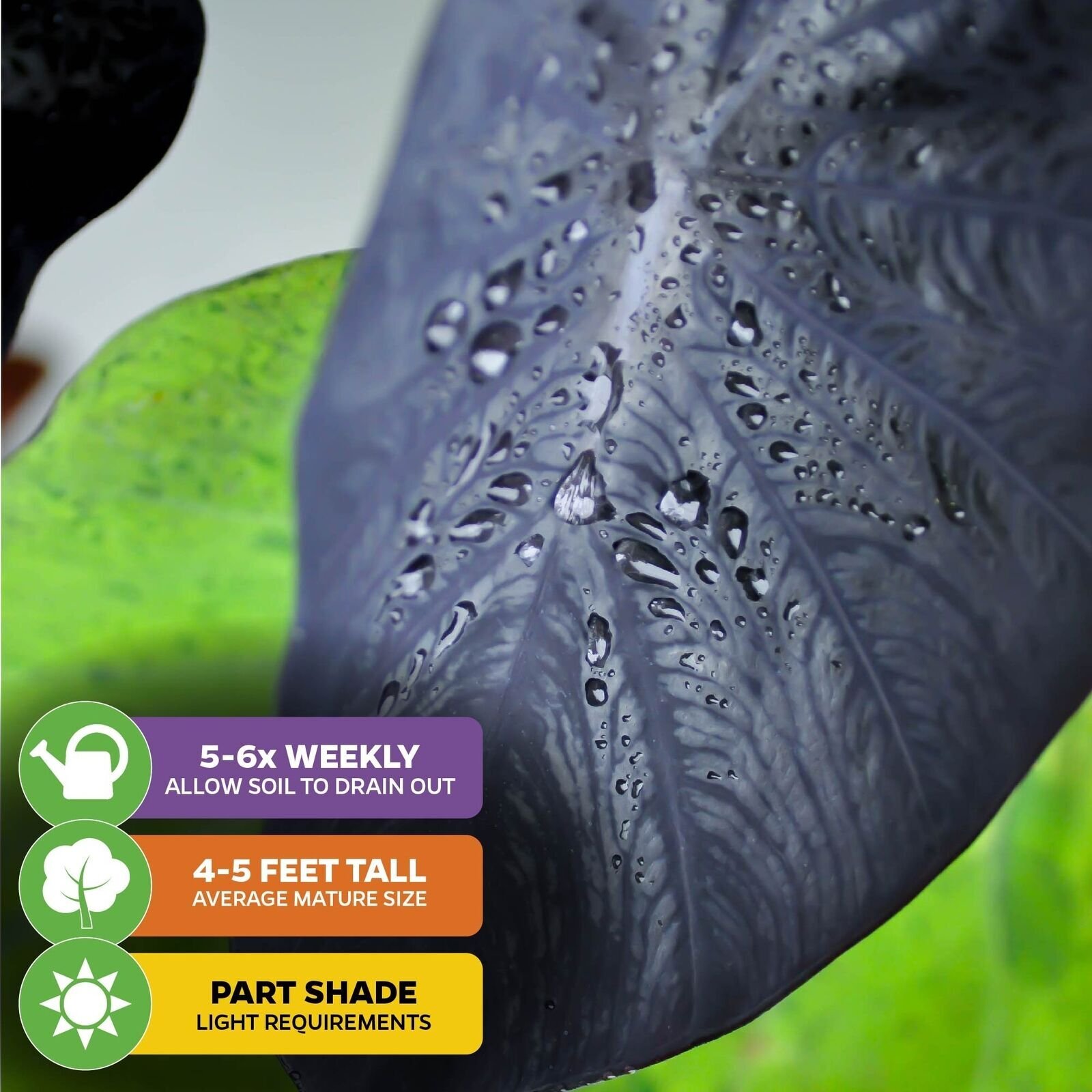 Black Coral Elephant Ear PPAF – Colocasia esculenta – Live Plant