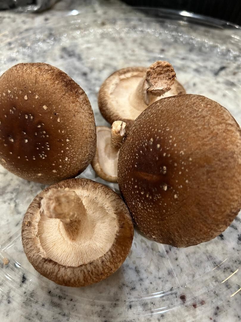 Shiitake mushroom “seeds” – 20 gr spores on dry seeds
