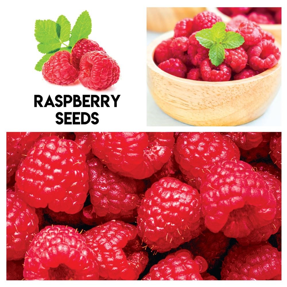 Fruit Garden Seeds Kit for Growing – red purple blue green orange yellow